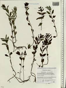 Clinopodium vulgare L., Eastern Europe, Rostov Oblast (E12a) (Russia)