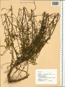 Artemisia arenaria DC., Eastern Europe, Lower Volga region (E9) (Russia)