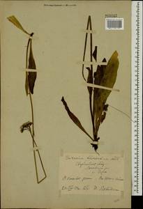 Pilosella piloselloides subsp. praealta (Gochnat) S. Bräut. & Greuter, Eastern Europe, Eastern region (E10) (Russia)