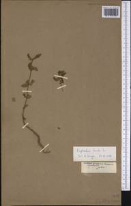Euphorbia hirta L., America (AMER) (Not classified)