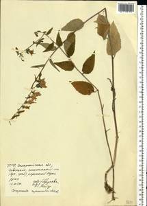 Campanula rapunculoides L., Eastern Europe, West Ukrainian region (E13) (Ukraine)