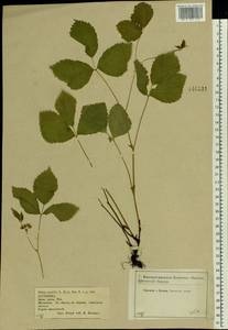 Rubus saxatilis L., Eastern Europe, Central forest-and-steppe region (E6) (Russia)