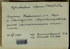 Polytrichastrum alpinum (Hedw.) G.L. Sm., Bryophytes, Bryophytes - Yakutia (B19) (Russia)