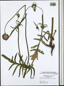Knautia arvensis (L.) Coult., Eastern Europe, Central region (E4) (Russia)
