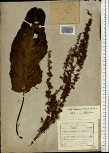 Rumex obtusifolius L., Eastern Europe, North-Western region (E2) (Russia)