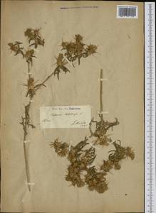 Centaurea calcitrapa L., Western Europe (EUR) (Austria)