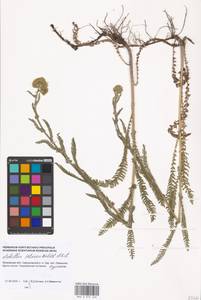 Achillea setacea Waldst. & Kit., Eastern Europe, Moscow region (E4a) (Russia)
