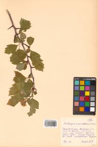 Crataegus maximowiczii C. K. Schneid., Siberia, Russian Far East (S6) (Russia)