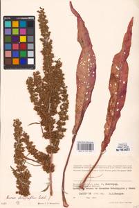 Rumex stenophyllus Ledeb., Eastern Europe, Lower Volga region (E9) (Russia)