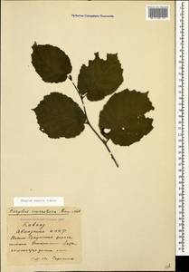 Corylus avellana var. pontica (K.Koch) H.J.P.Winkl., Caucasus, Abkhazia (K4a) (Abkhazia)
