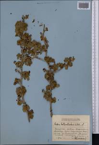 Ribes heterotrichum C.A. Mey., Middle Asia, Dzungarian Alatau & Tarbagatai (M5) (Kazakhstan)