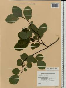 Salix pyrolifolia Ledeb., Eastern Europe, Northern region (E1) (Russia)