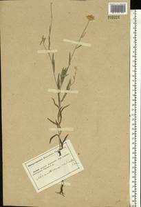 Xeranthemum annuum L., Eastern Europe, South Ukrainian region (E12) (Ukraine)