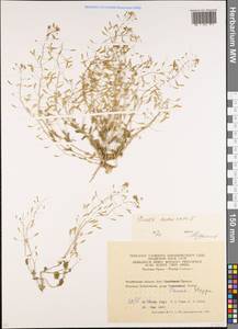 Draba nemorosa L., Eastern Europe, Eastern region (E10) (Russia)