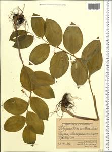 Polygonatum glaberrimum K.Koch, Caucasus, Georgia (K4) (Georgia)