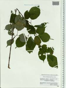 Prunus maximowiczii Rupr., Siberia, Russian Far East (S6) (Russia)