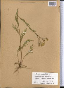 Jacobaea erucifolia subsp. erucifolia, Middle Asia, Northern & Central Kazakhstan (M10) (Kazakhstan)