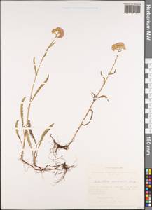 Achillea asiatica Serg., Siberia, Altai & Sayany Mountains (S2) (Russia)