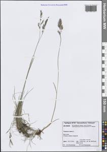 Festuca rubra L., Siberia, Central Siberia (S3) (Russia)