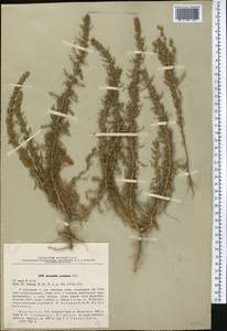 Neopallasia pectinata (Pall.) Poljakov, Middle Asia, Northern & Central Tian Shan (M4) (Kyrgyzstan)