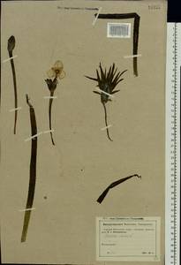 Stratiotes aloides L., Eastern Europe, Moscow region (E4a) (Russia)
