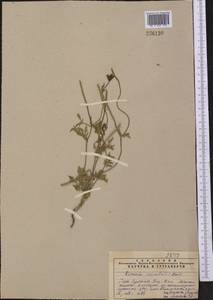 Roemeria hybrida (L.) DC., Middle Asia, Syr-Darian deserts & Kyzylkum (M7) (Uzbekistan)