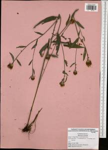 Centaurea jacea L., Eastern Europe, Central region (E4) (Russia)