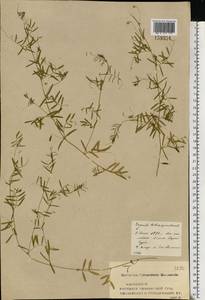 Vicia tetrasperma (L.)Schreb., Eastern Europe, Middle Volga region (E8) (Russia)