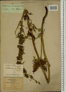 Delphinium schmalhausenii Albov, Caucasus, Krasnodar Krai & Adygea (K1a) (Russia)