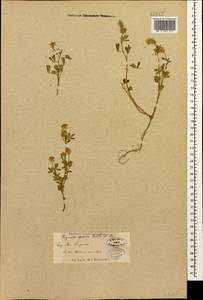 Trigonella spicata Sm., Caucasus, Armenia (K5) (Armenia)