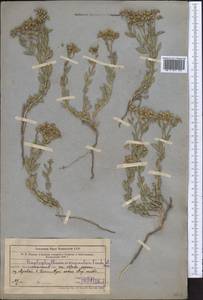 Haplophyllum versicolor Fisch. & C. A. Mey., Middle Asia, Muyunkumy, Balkhash & Betpak-Dala (M9) (Kazakhstan)