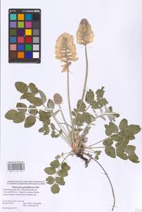 Hedysarum grandiflorum Pall., Eastern Europe, Eastern region (E10) (Russia)