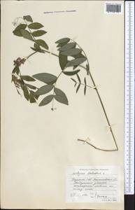 Lathyrus palustris L., Middle Asia, Northern & Central Kazakhstan (M10) (Kazakhstan)