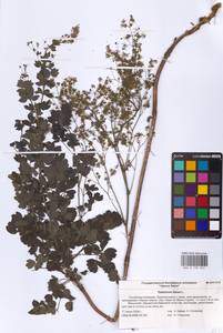 Thalictrum minus L., Eastern Europe, Lower Volga region (E9) (Russia)