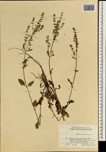 Salvia plebeia R.Br., South Asia, South Asia (Asia outside ex-Soviet states and Mongolia) (ASIA) (China)
