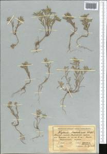 Alyssum turkestanicum Regel & Schmalh. ex Regel, Middle Asia, Northern & Central Tian Shan (M4) (Kyrgyzstan)