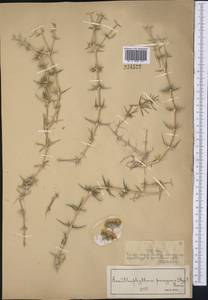 Acanthophyllum pungens (Bunge) Boiss., Middle Asia, Syr-Darian deserts & Kyzylkum (M7) (Kazakhstan)