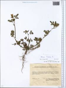 Hibiscus trionum L., Eastern Europe, South Ukrainian region (E12) (Ukraine)