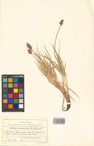 Carex arenicola F.Schmidt, Siberia, Russian Far East (S6) (Russia)