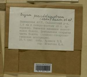 Ptychostomum pseudotriquetrum (Hedw.) J.R. Spence & H.P. Ramsay ex Holyoak & N. Pedersen, Bryophytes, Bryophytes - South Urals (B14) (Russia)