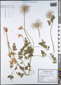 Clematis tangutica (Maxim.) Korsh., Mongolia (MONG) (Mongolia)