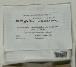 Aquilonium adscendens (Lindb.) Hedenäs, Schlesak & D. Quandt, Bryophytes, Bryophytes - Russian Far East (excl. Chukotka & Kamchatka) (B20) (Russia)