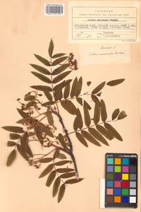 Sorbus aucuparia subsp. glabrata (Wimm. & Grab.) Hedl., Siberia, Russian Far East (S6) (Russia)