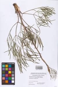 Ferula tatarica Fisch. ex Spreng., Eastern Europe, Eastern region (E10) (Russia)