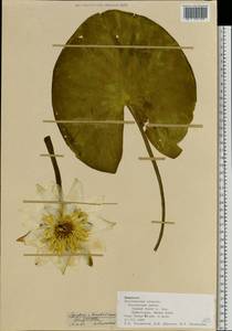 Nymphaea ×borealis E. G. Camus, Eastern Europe, Central forest-and-steppe region (E6) (Russia)