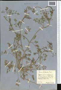 Fumaria vaillantii Loisel., Middle Asia, Kopet Dag, Badkhyz, Small & Great Balkhan (M1) (Turkmenistan)