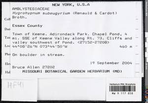 Pseudohygrohypnum subeugyrium (Renauld & Cardot) Ignatov & Ignatova, Bryophytes, Bryophytes - America (BAm) (United States)