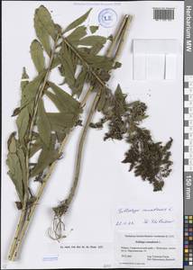 Solidago canadensis L., Caucasus, Stavropol Krai, Karachay-Cherkessia & Kabardino-Balkaria (K1b) (Russia)