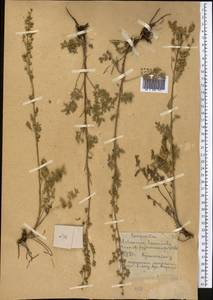Artemisia laciniata Willd., Middle Asia, Northern & Central Kazakhstan (M10) (Kazakhstan)
