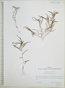Potamogeton maackianus A.Benn., Siberia, Russian Far East (S6) (Russia)